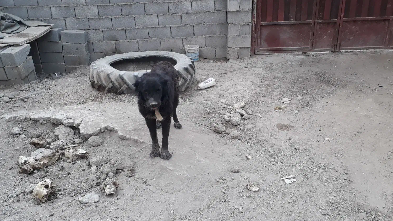 سگ نر گله ای|سگ|پیر بکران, |دیوار