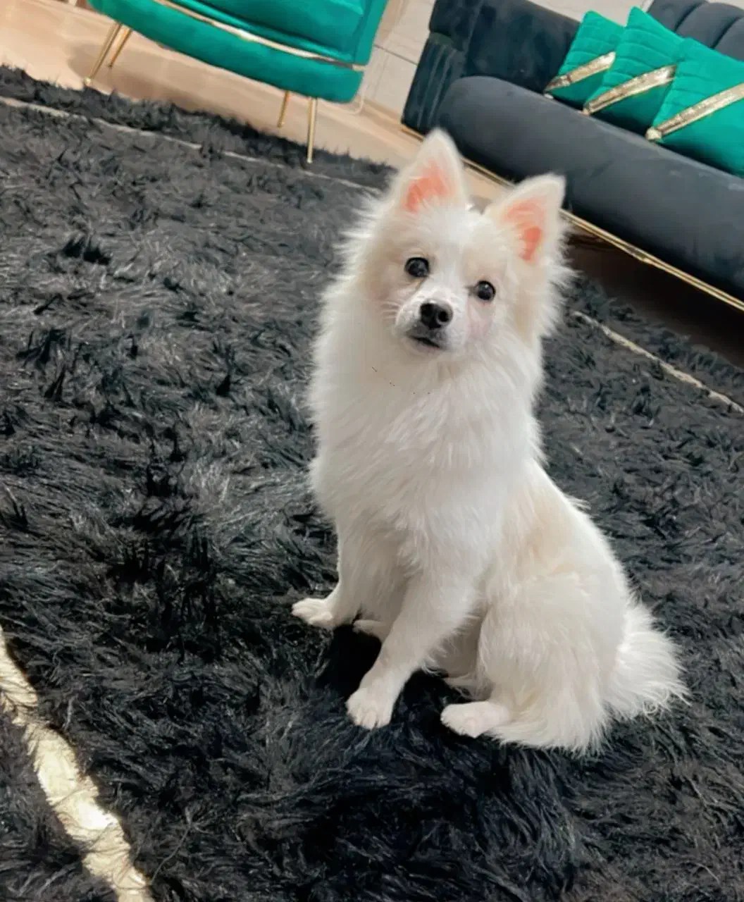 پامر اشپیتز|سگ|ارژن, |دیوار