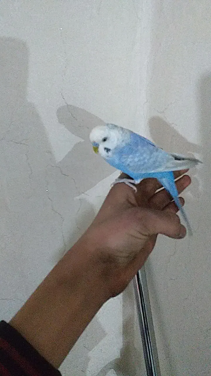 مرغ عشق اینگلیسی|پرنده|باقرشهر, |دیوار