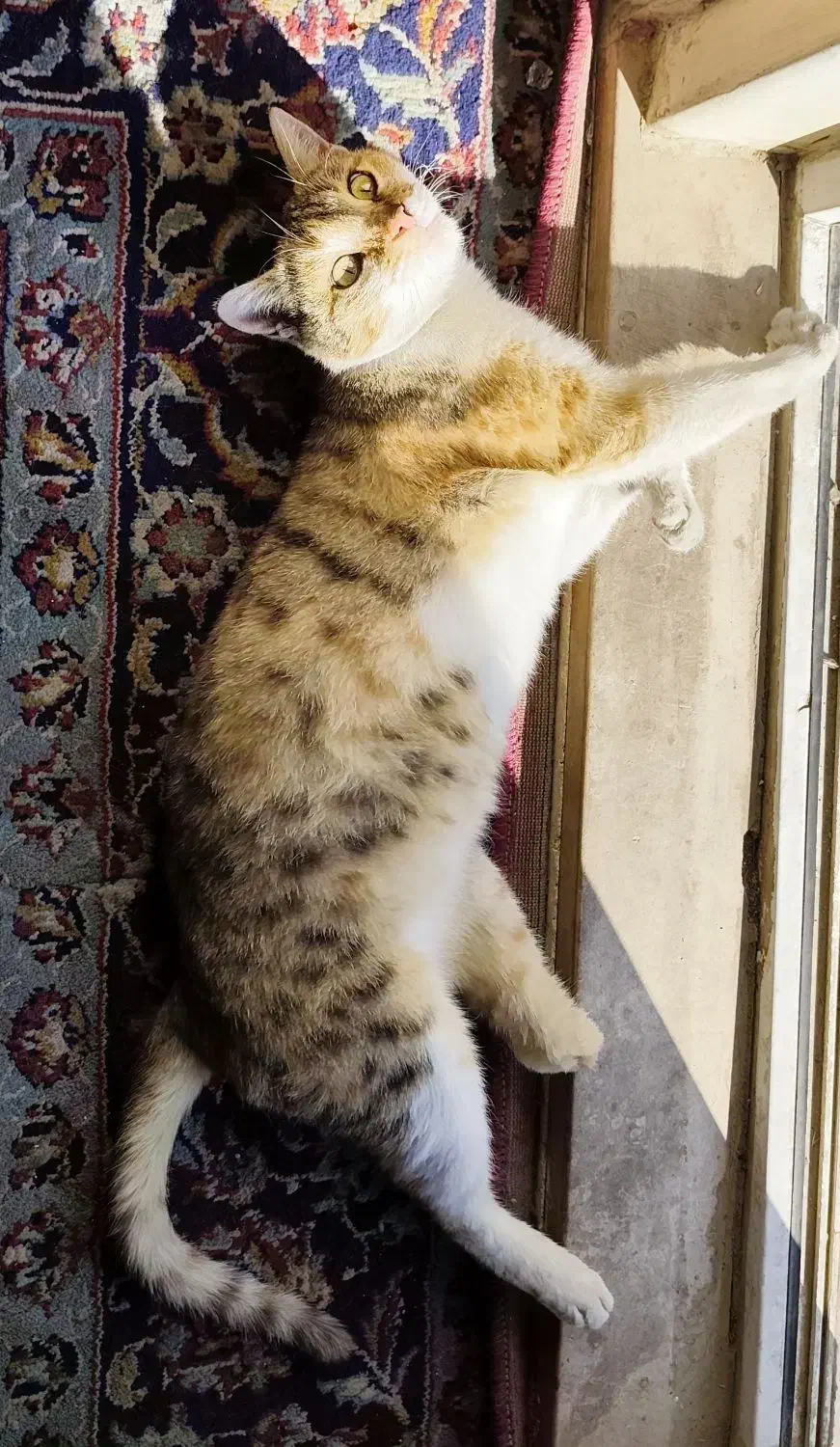 واگذاری رایگان گربه|گربه|قدس, شهرقدس|دیوار