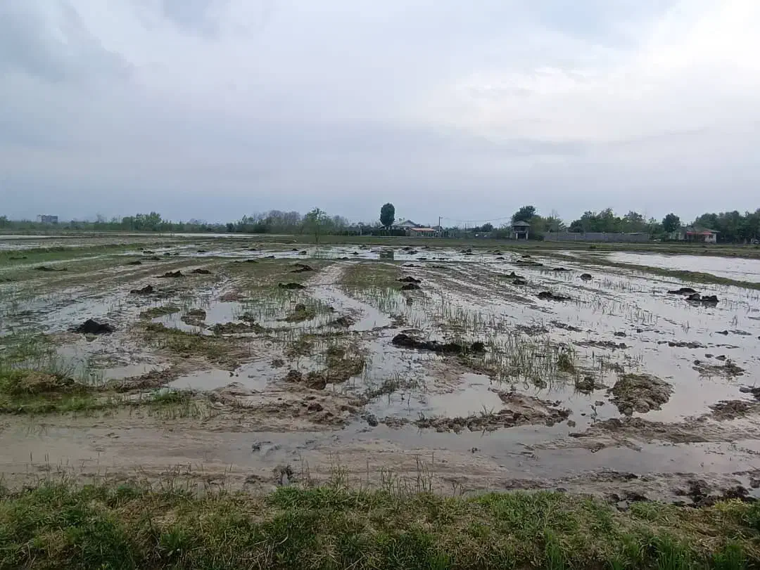 شالیزار 3500 متر|فروش زمین و ملک کلنگی|شفت, |دیوار