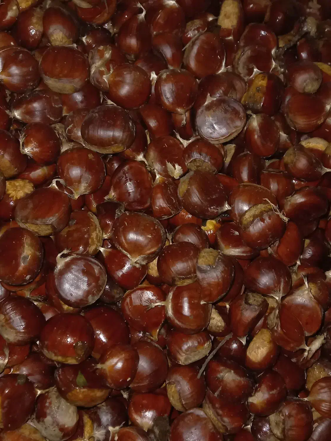 شاه بلوط محلی|خوردنی و آشامیدنی|رشت, حمیدیان|دیوار