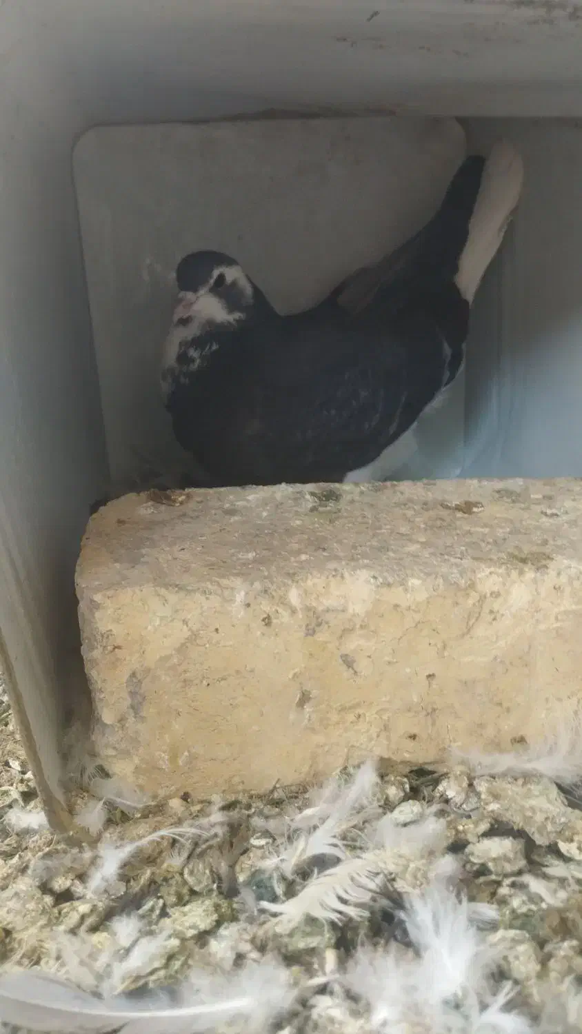 بدرنگ دمگیر|پرنده|زیباشهر, |دیوار