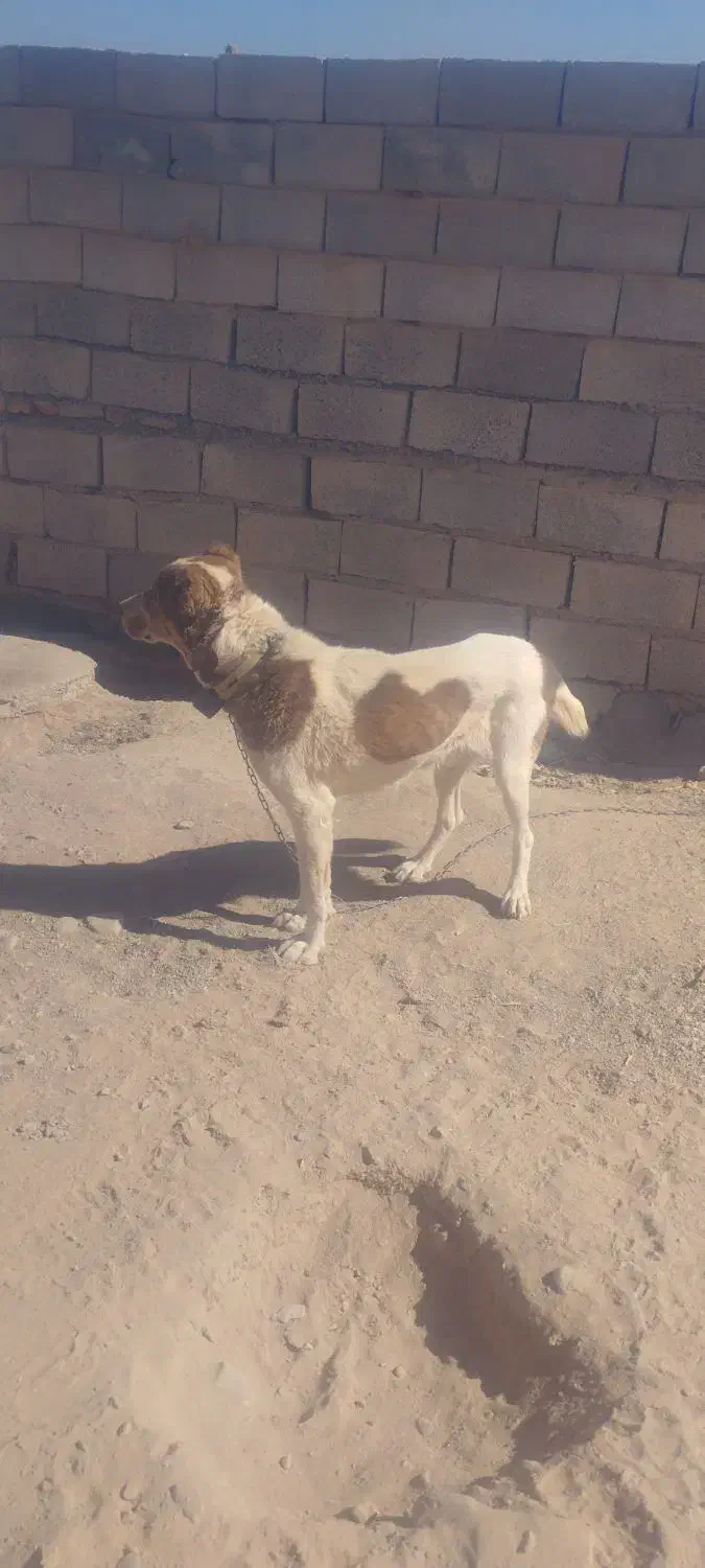 سگ گلگی|سگ|قائن, |دیوار