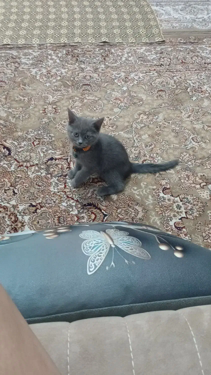 گربه اسکاتیش انقولد|گربه|هشتگرد, فاز ۷ مهستان|دیوار