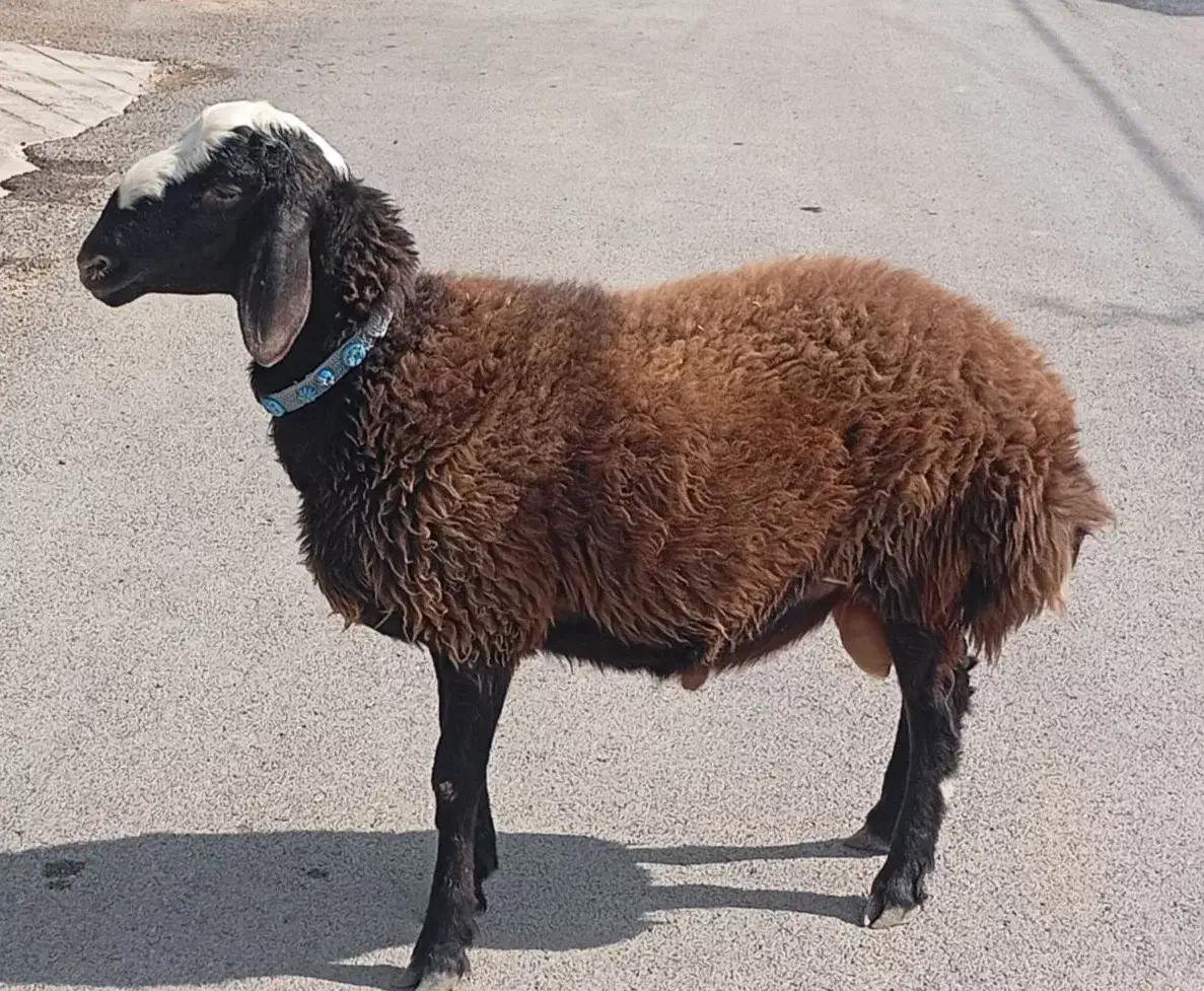 بره قوچ شال اصیل|حیوانات مزرعه|ملکشاهی, |دیوار