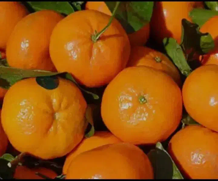 خرید باغ پرتقال و نارنگی مرکبات|خدمات باغبانی و درختکاری|گرگان, |دیوار