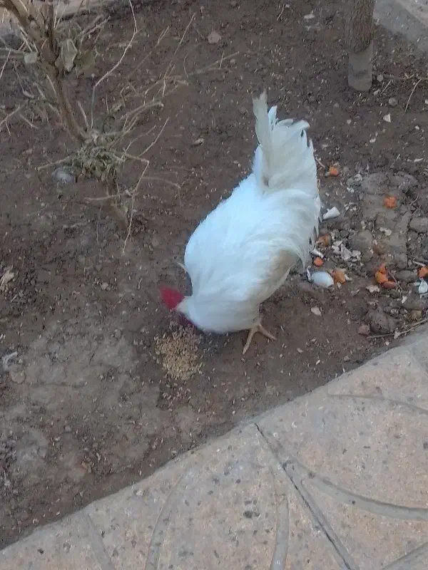 خروس سفید|حیوانات مزرعه|شاهینشهر, گرگاب|دیوار