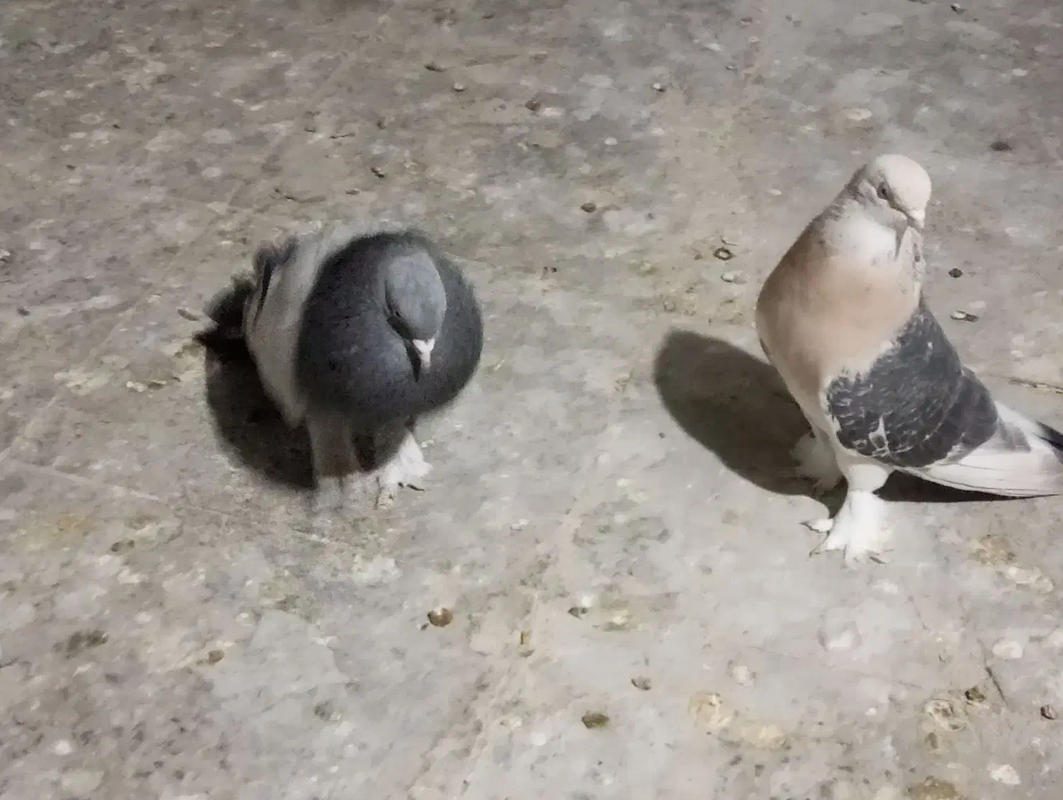 نروماده ترکیه ای|پرنده|ازنا, |دیوار