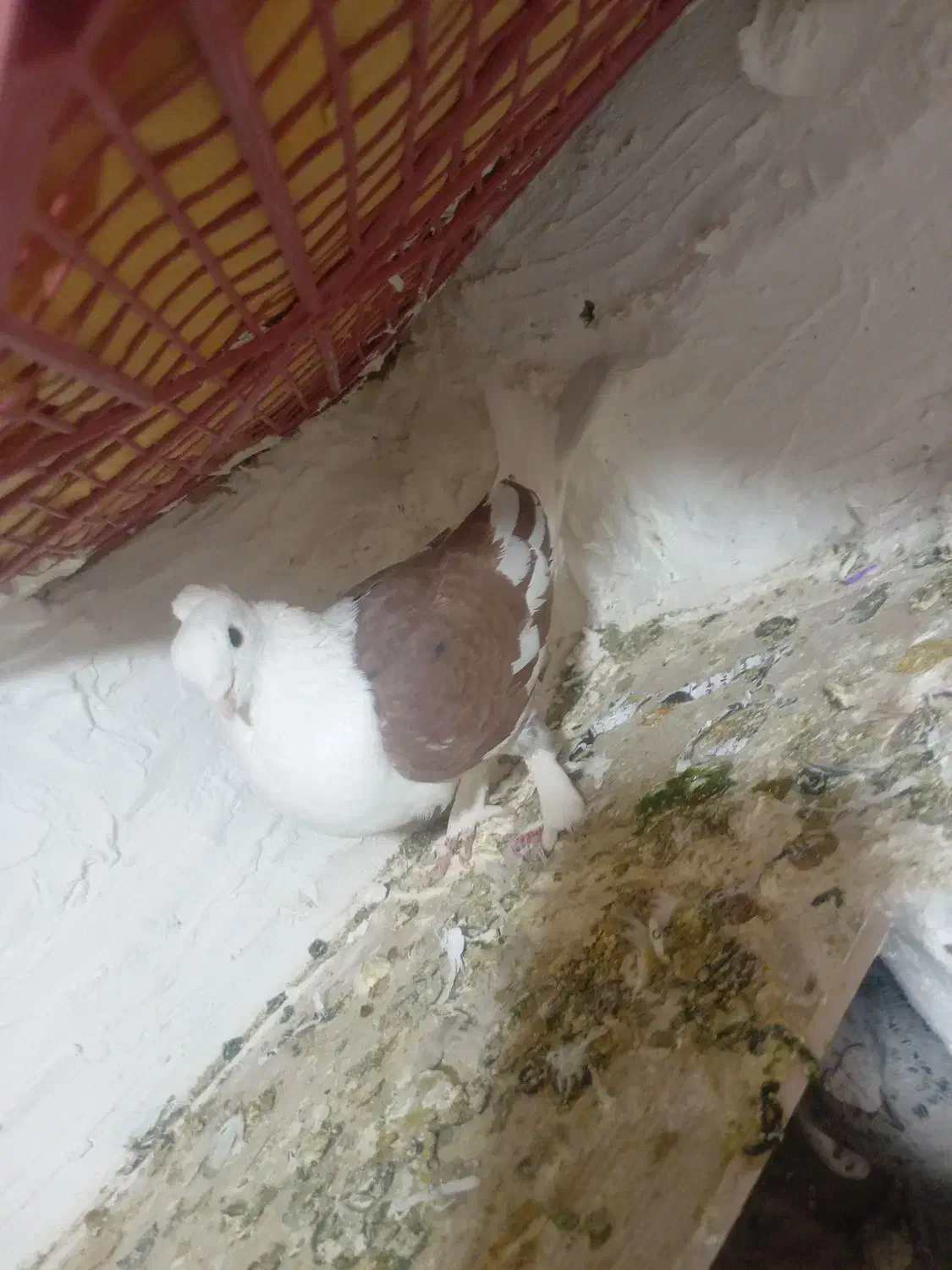 کبوتر|پرنده|جغتای, |دیوار