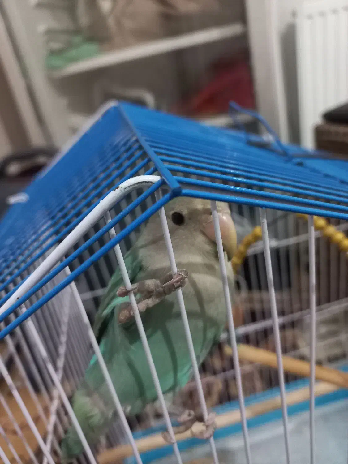 طوطی برزیلی|پرنده|نظرآباد, نظرآباد|دیوار