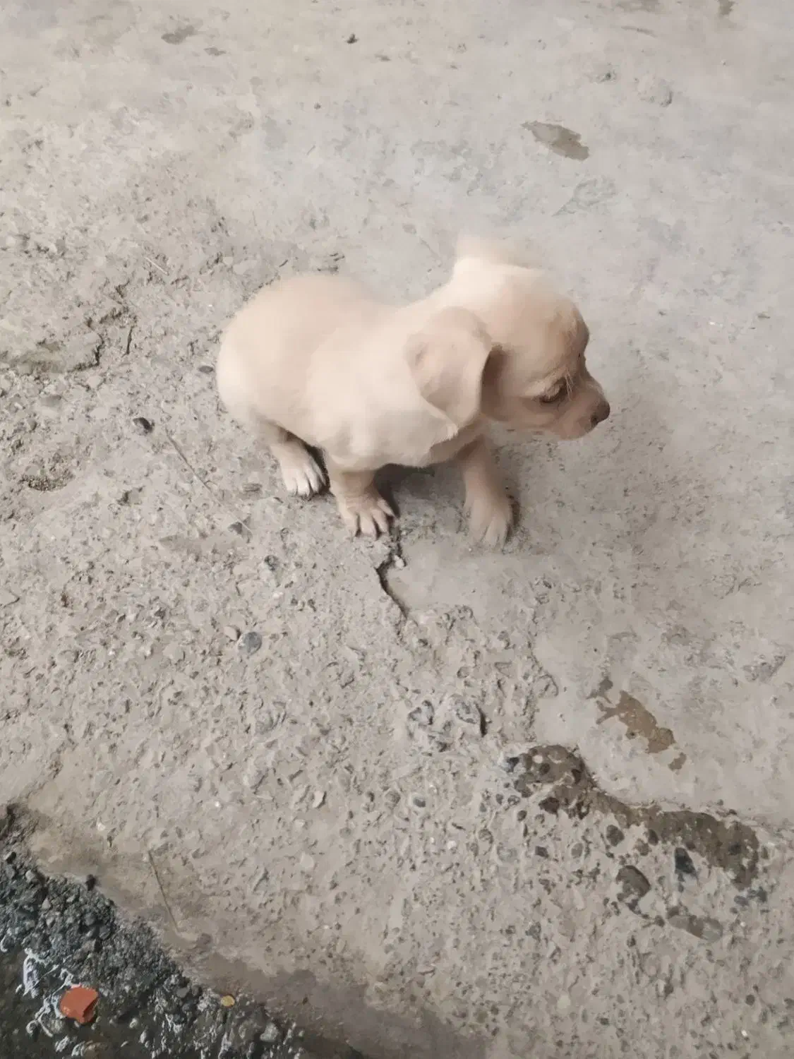 توله پاه کوتاه گوش تیز قشنگ|سگ|گرگان, |دیوار