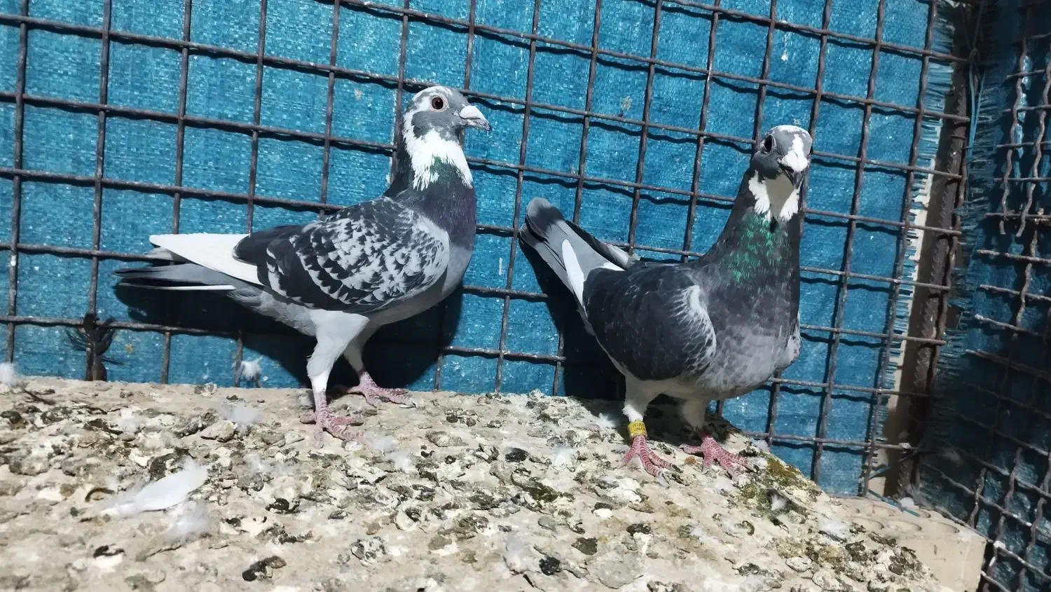 10 عدد ابلق موقعیت خوزستان|پرنده|مشهد, امیریه|دیوار