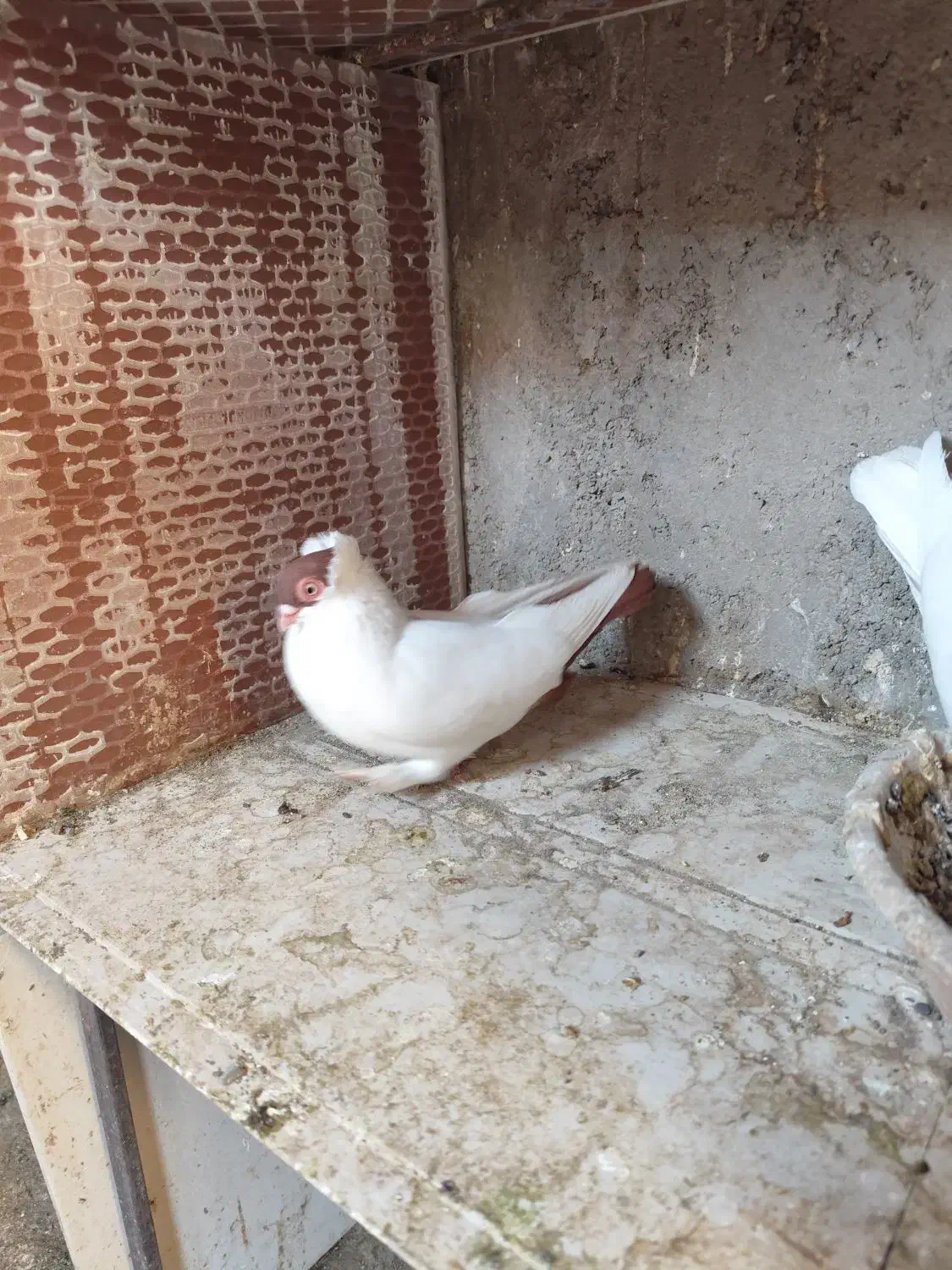 کبوتر هلمت امریکایی طوقی مسافتی|پرنده|هشتگرد, فاز ۳ مهستان|دیوار