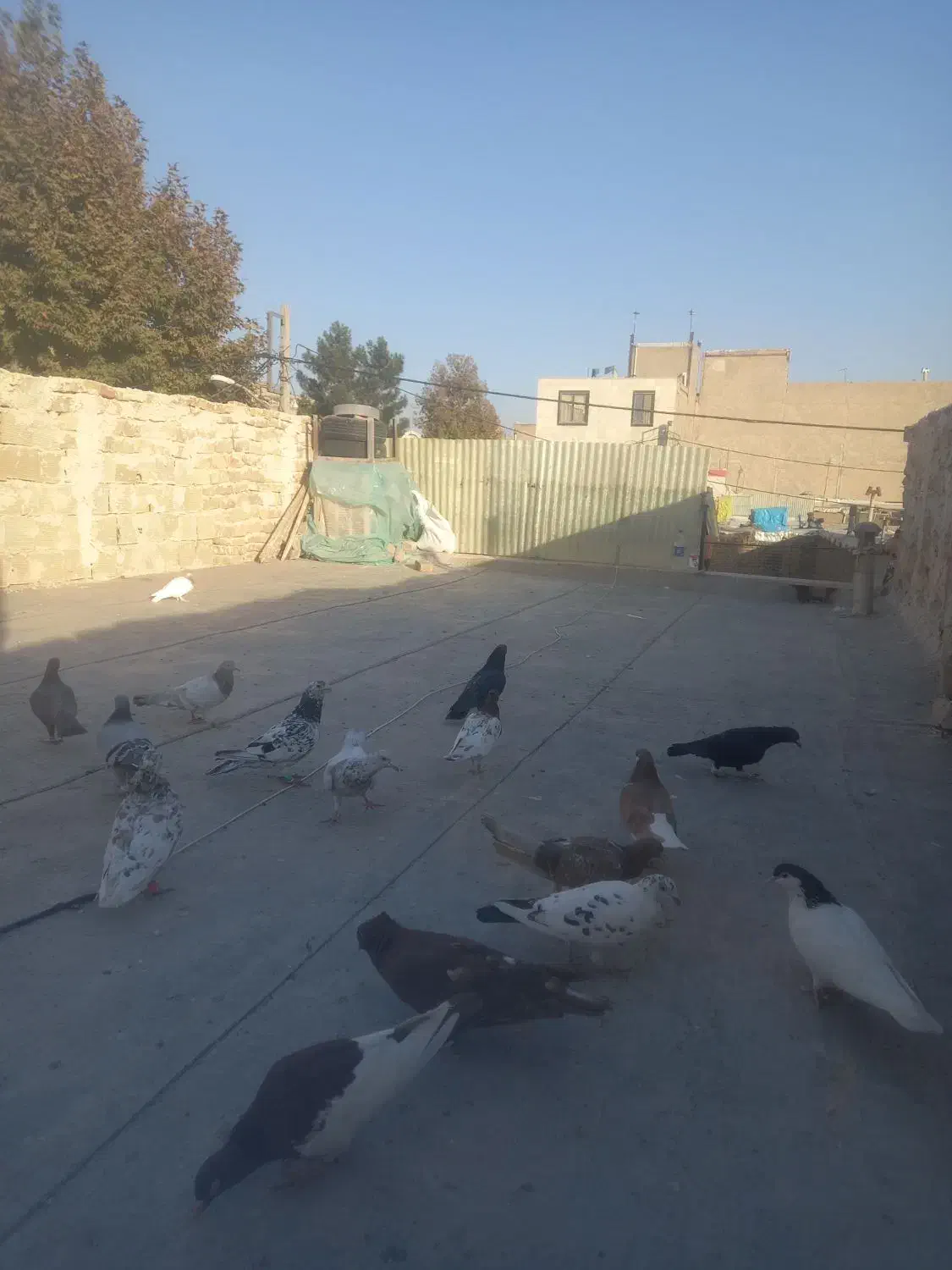 با سلام دورد به عشق با،ان|پرنده|محمدیه-قزوین, |دیوار