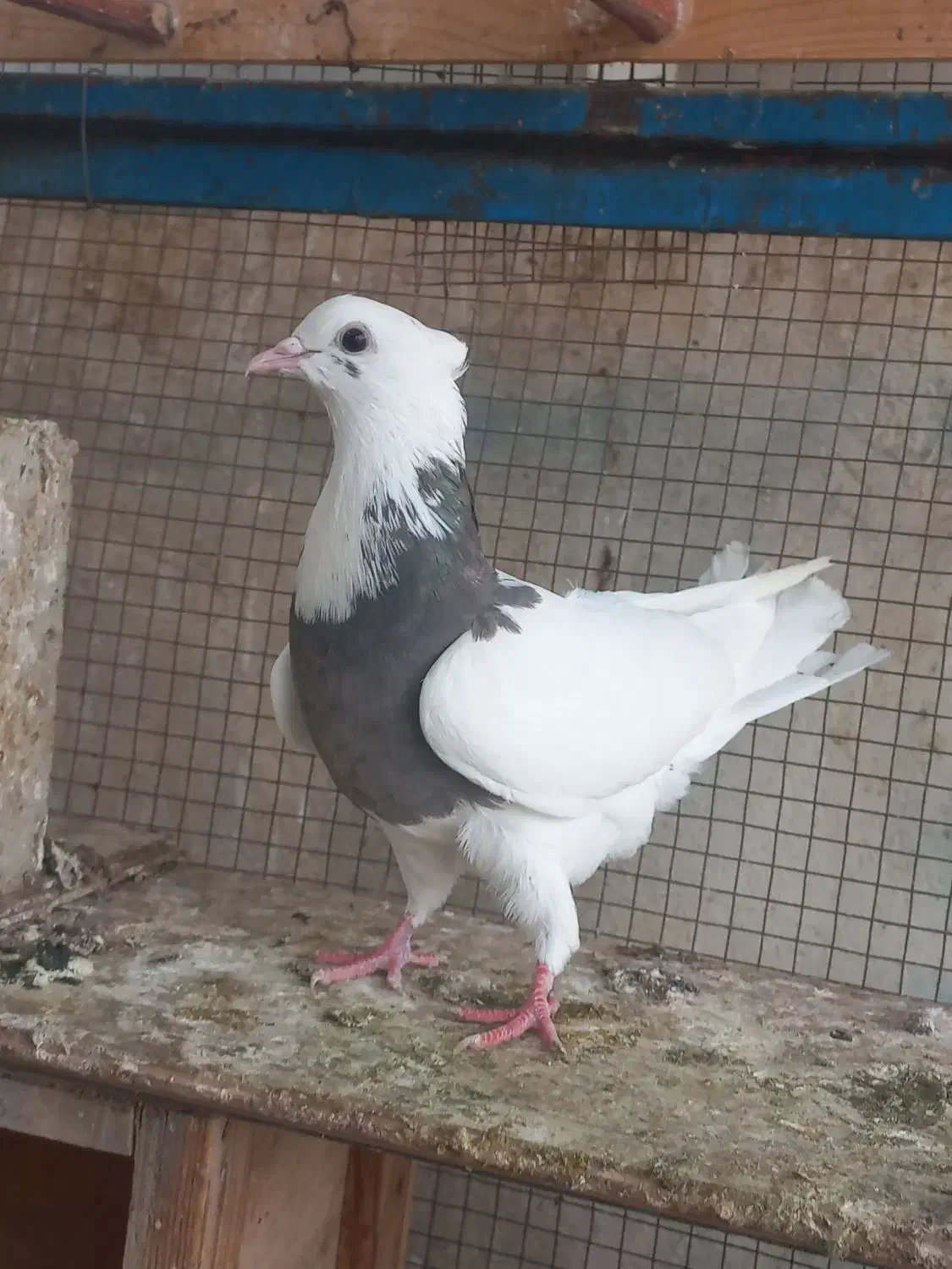 کبوتر رنگی . عراقی . موشی|پرنده|گنبد کاووس, |دیوار