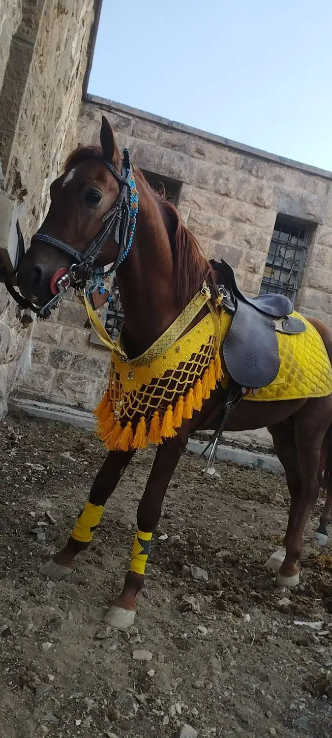 اسب کرد سالم دم گیر|اسب و تجهیزات اسب‌سواری|رینه, |دیوار