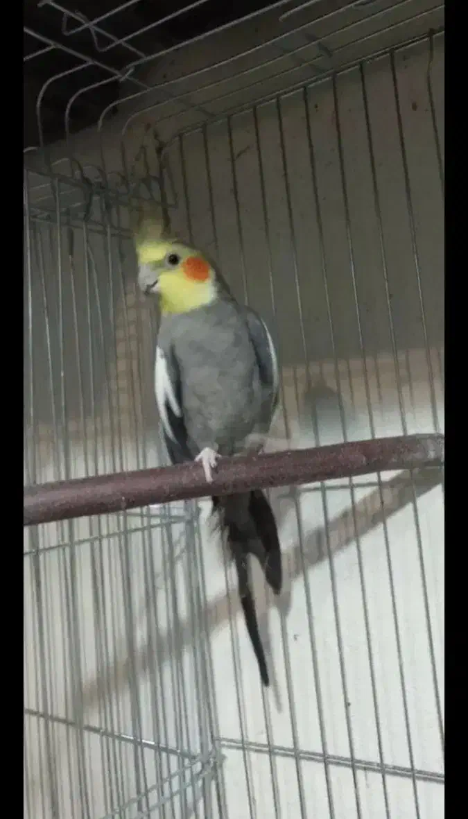 عروس هلندی معاوضه|پرنده|کرج, شاهینویلا|دیوار