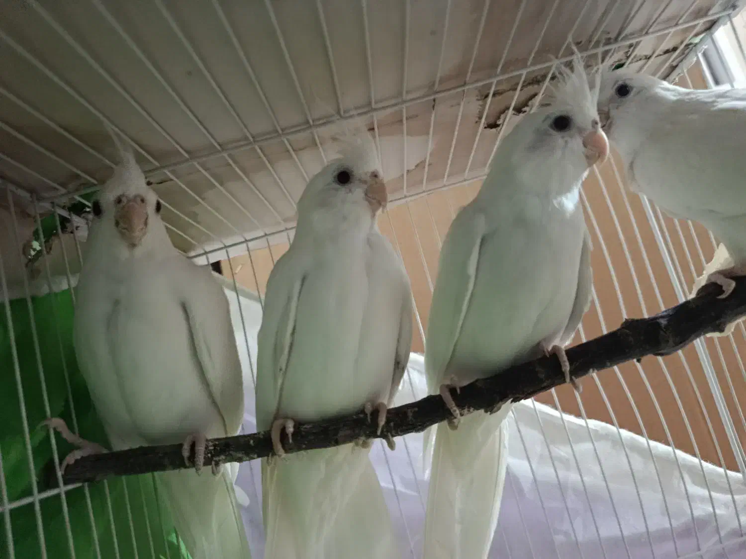 عروس هلندی|پرنده|شیروان (خراسان), |دیوار