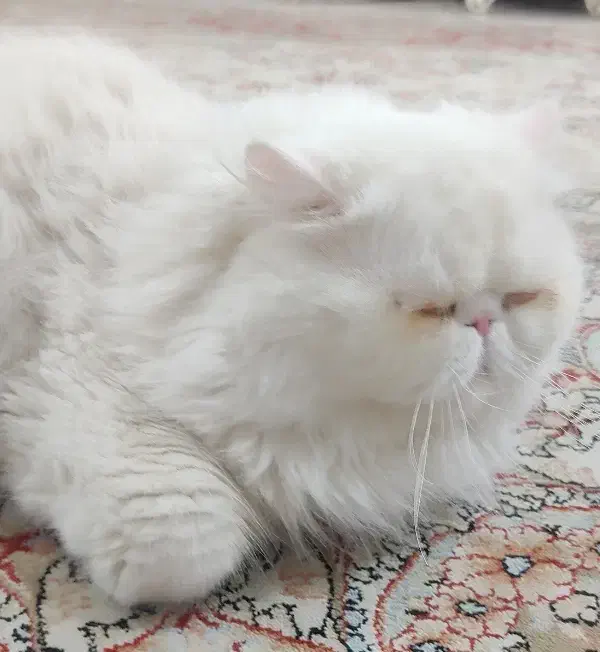 گربه پرشین (فروشی)|گربه|بندرعباس, |دیوار