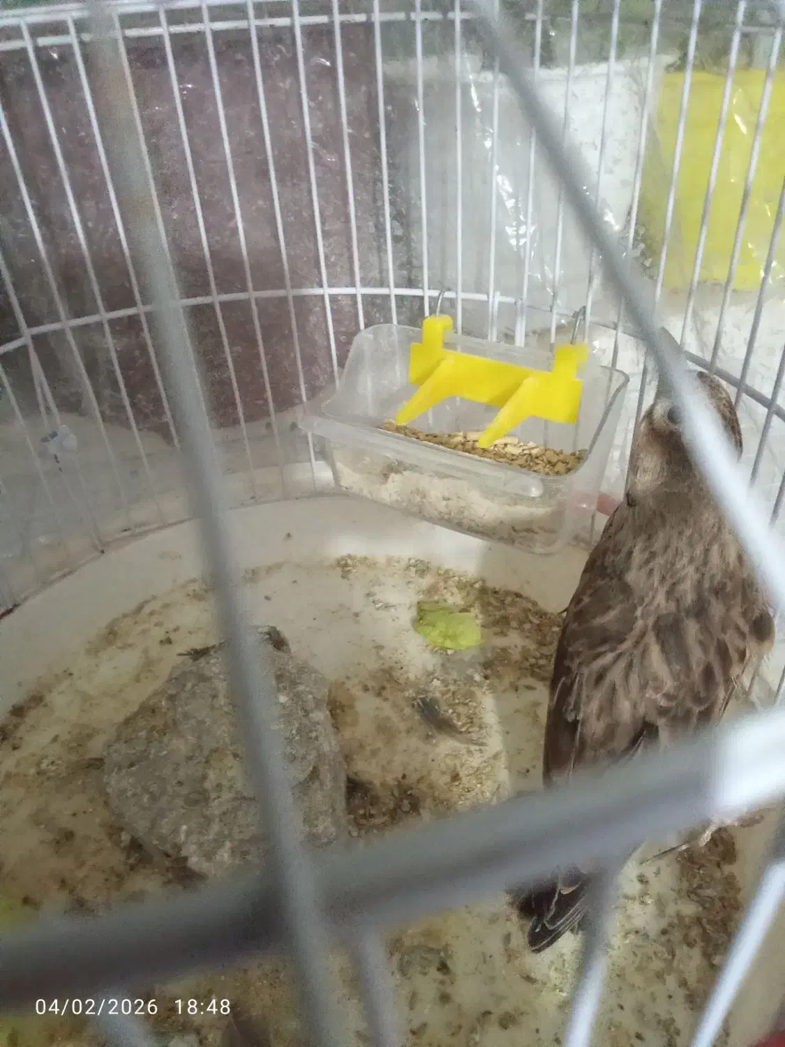 قناری زیبا|پرنده|نیشابور, هفده شهریور|دیوار