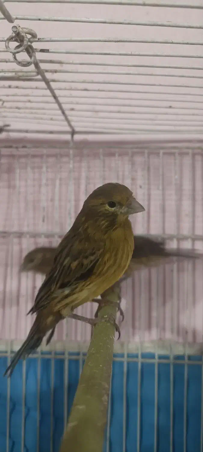 قناری|پرنده|شیراز, گل سرخ|دیوار