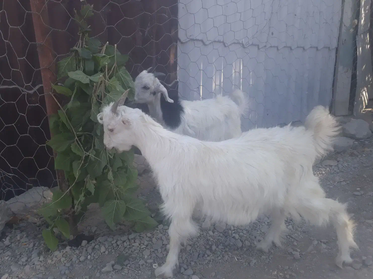 دو راس بز نر و ماده|حیوانات مزرعه|رباطکریم, شهرک صنعتی صباشهر|دیوار