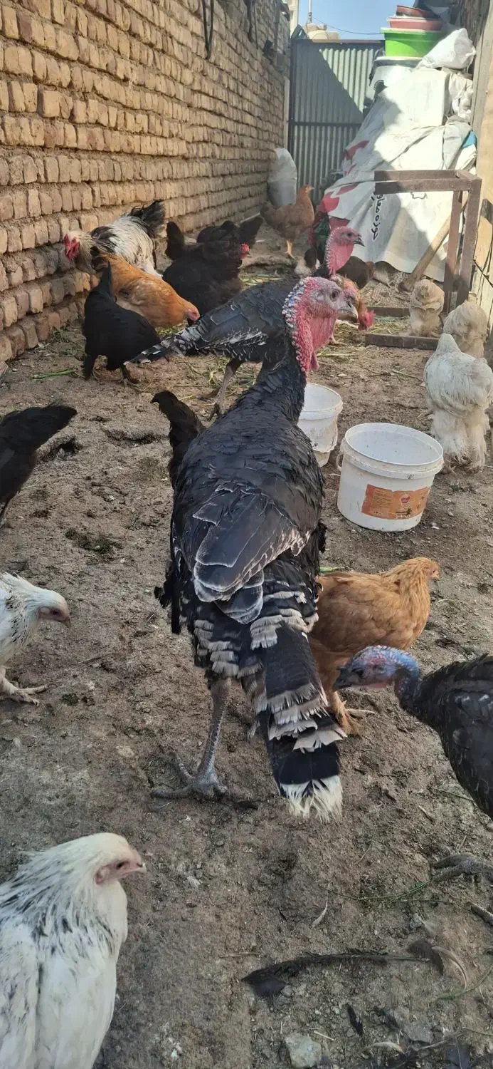 پنج تا بوقلمون ماده و یک مرغ و خروس برهما|حیوانات مزرعه|ساوه, |دیوار