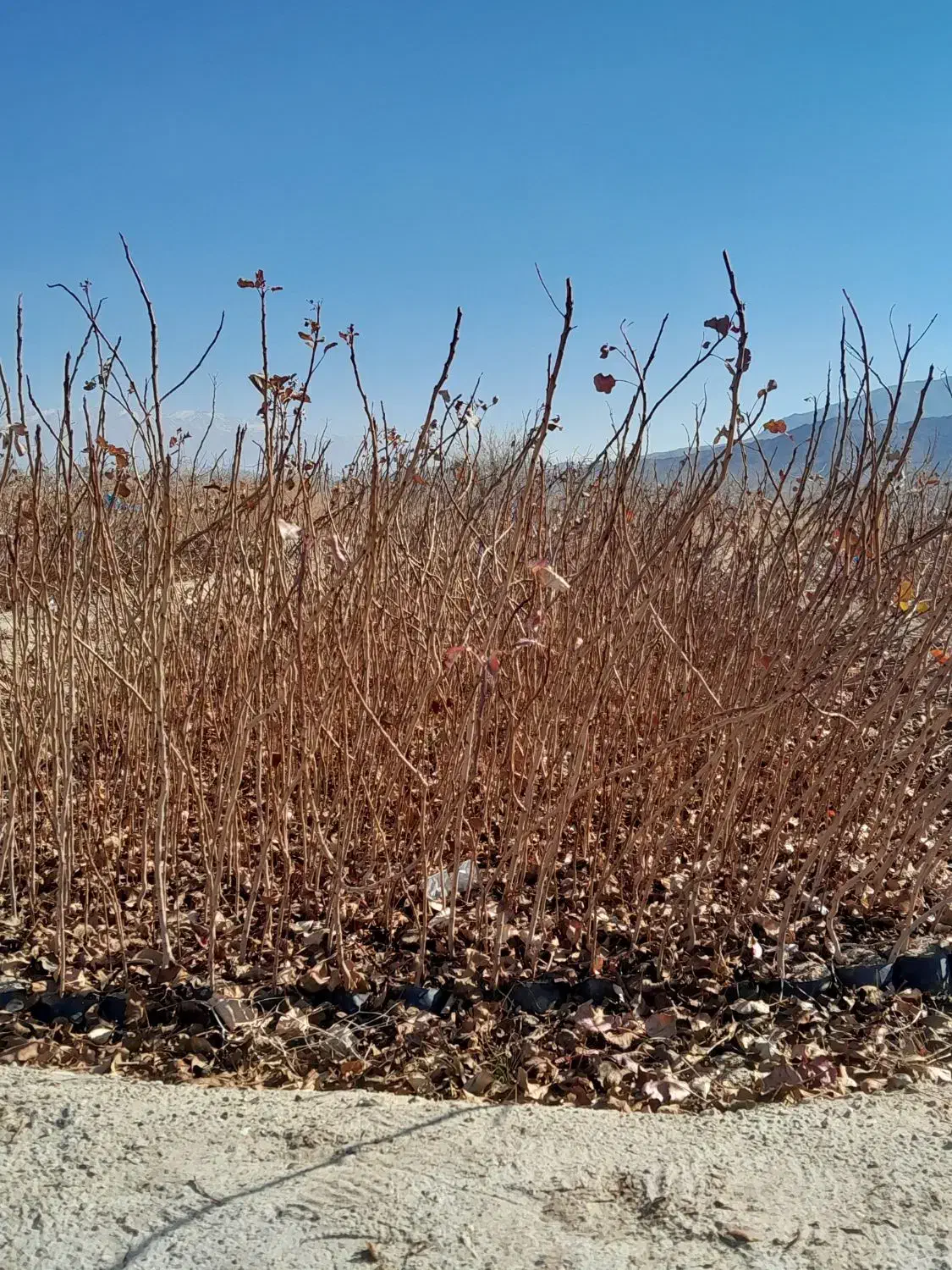 نهال پسته|خدمات باغبانی و درختکاری|حنا, |دیوار