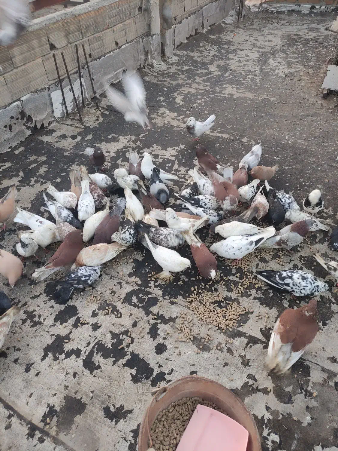 فروشی|پرنده|نوشین شهر, |دیوار