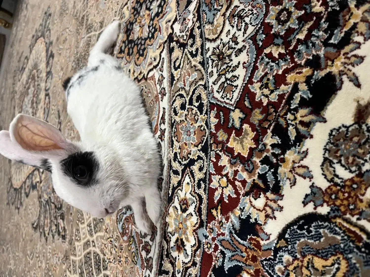 خرگوش سفید|موش و خرگوش|ساوه, |دیوار