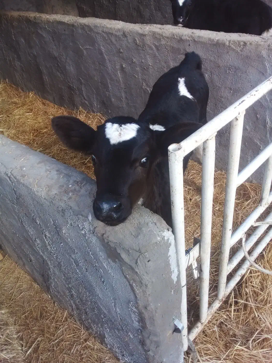 گوساله ماده شیری|حیوانات مزرعه|شهرضا, |دیوار