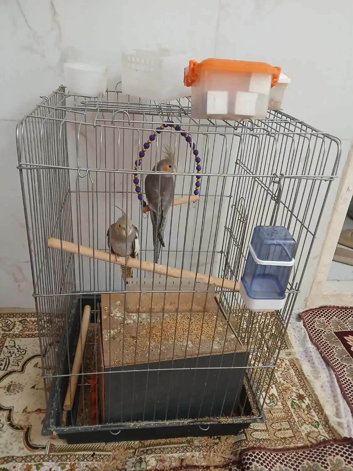 عروس هلندی دو عدد نر و ماده ۵۰ روزه میباشد|پرنده|تهران, دستغیب|دیوار