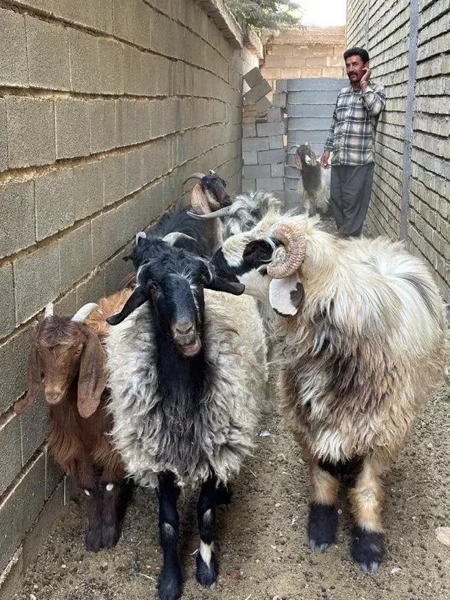 قوچ / میش / بره چتری / کهره / بز|حیوانات مزرعه|شیراز, شهرک فرزانگان|دیوار