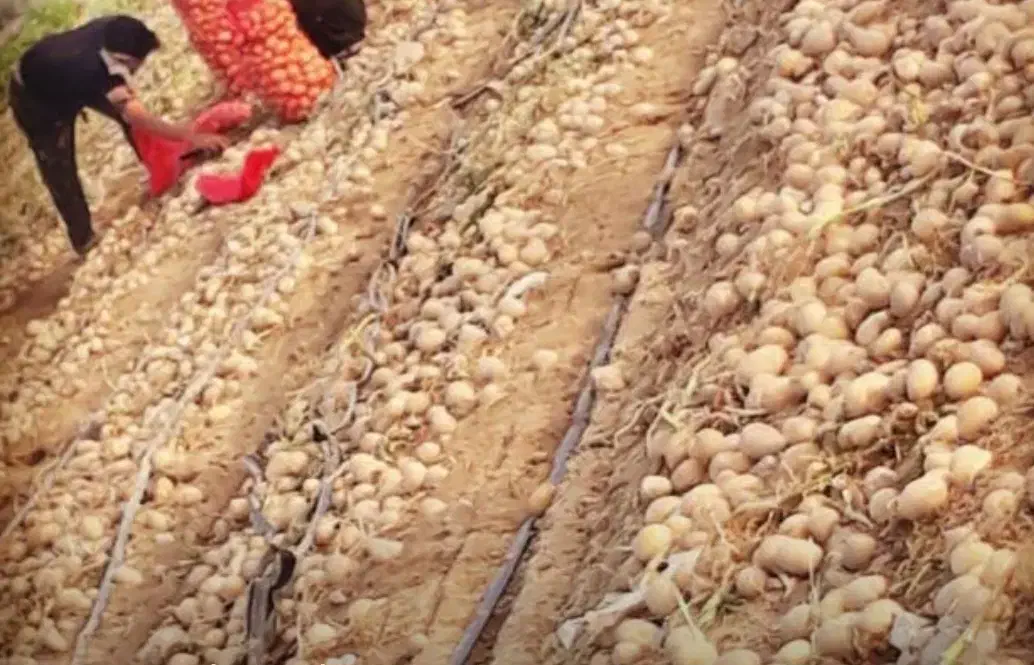 فروش انواع بذر سیب زمینی|خدمات باغبانی و درختکاری|نجفآباد, گلدشت|دیوار