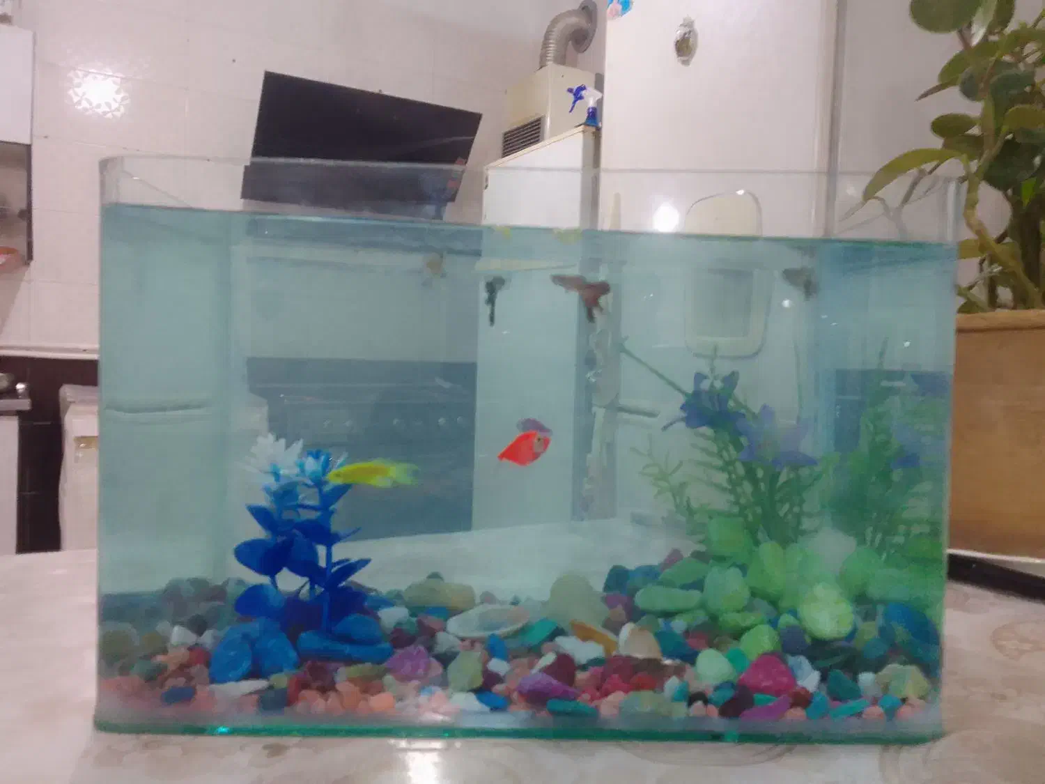 اکواریوم|ماهی|مرند, |دیوار