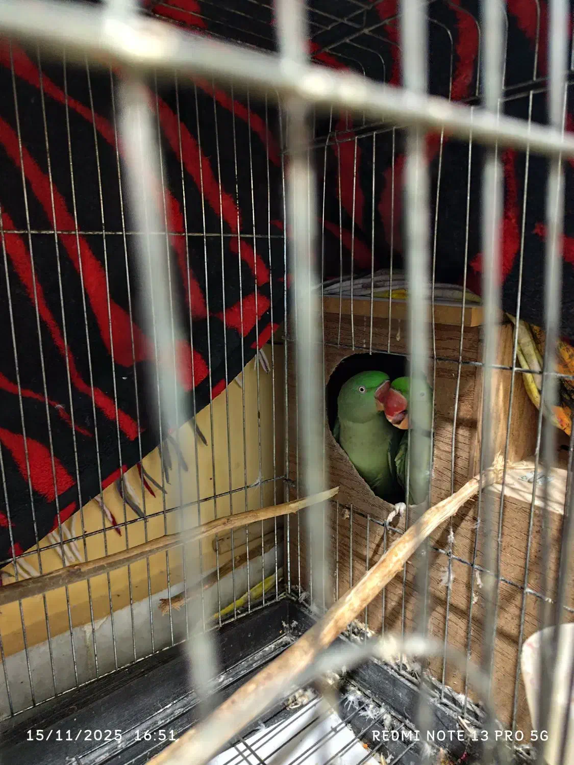 شاه طوطی مولد|پرنده|بندرعباس, |دیوار