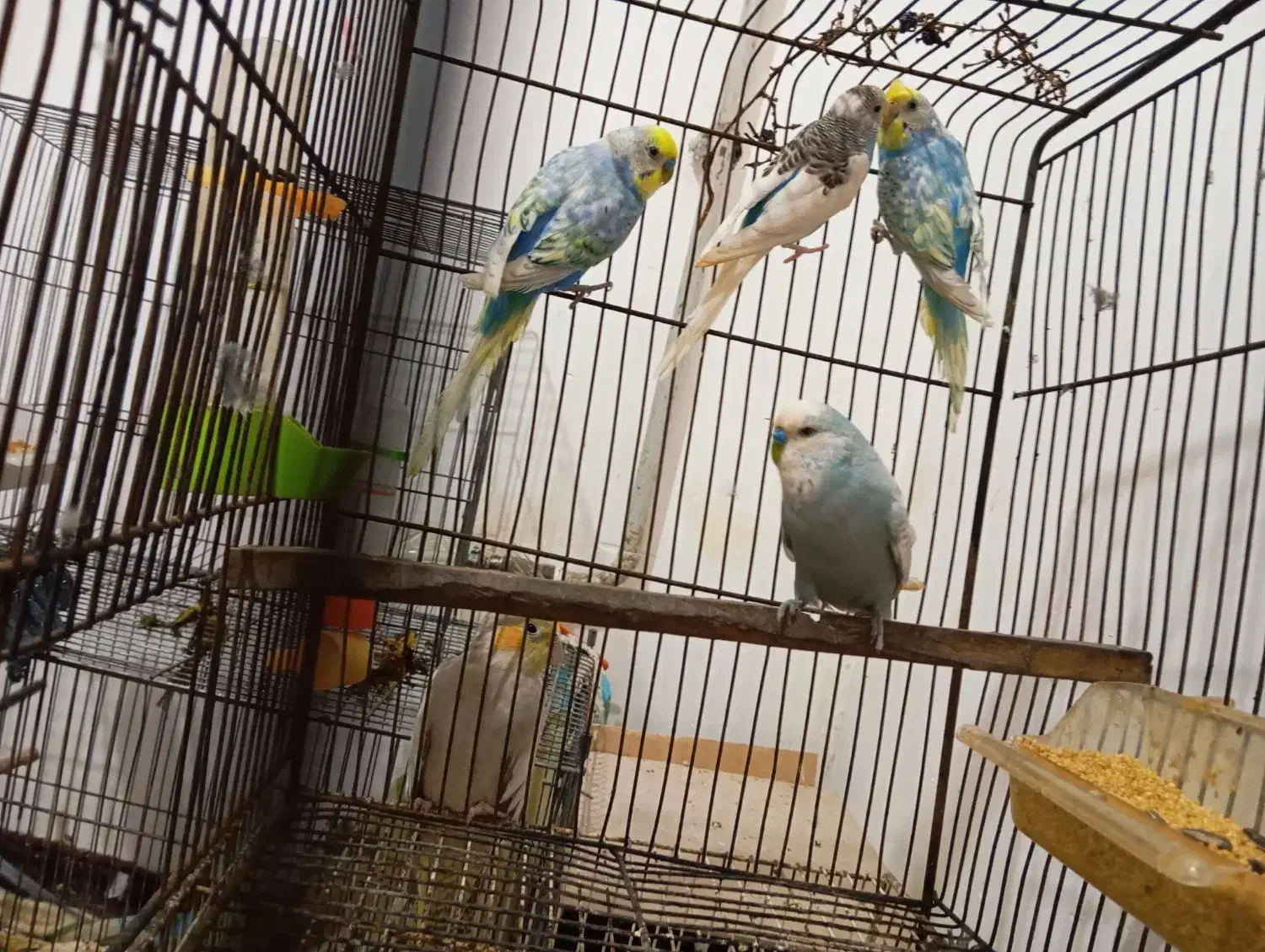 عروس و مرغ عشق|پرنده|علی‌آباد کتول, |دیوار