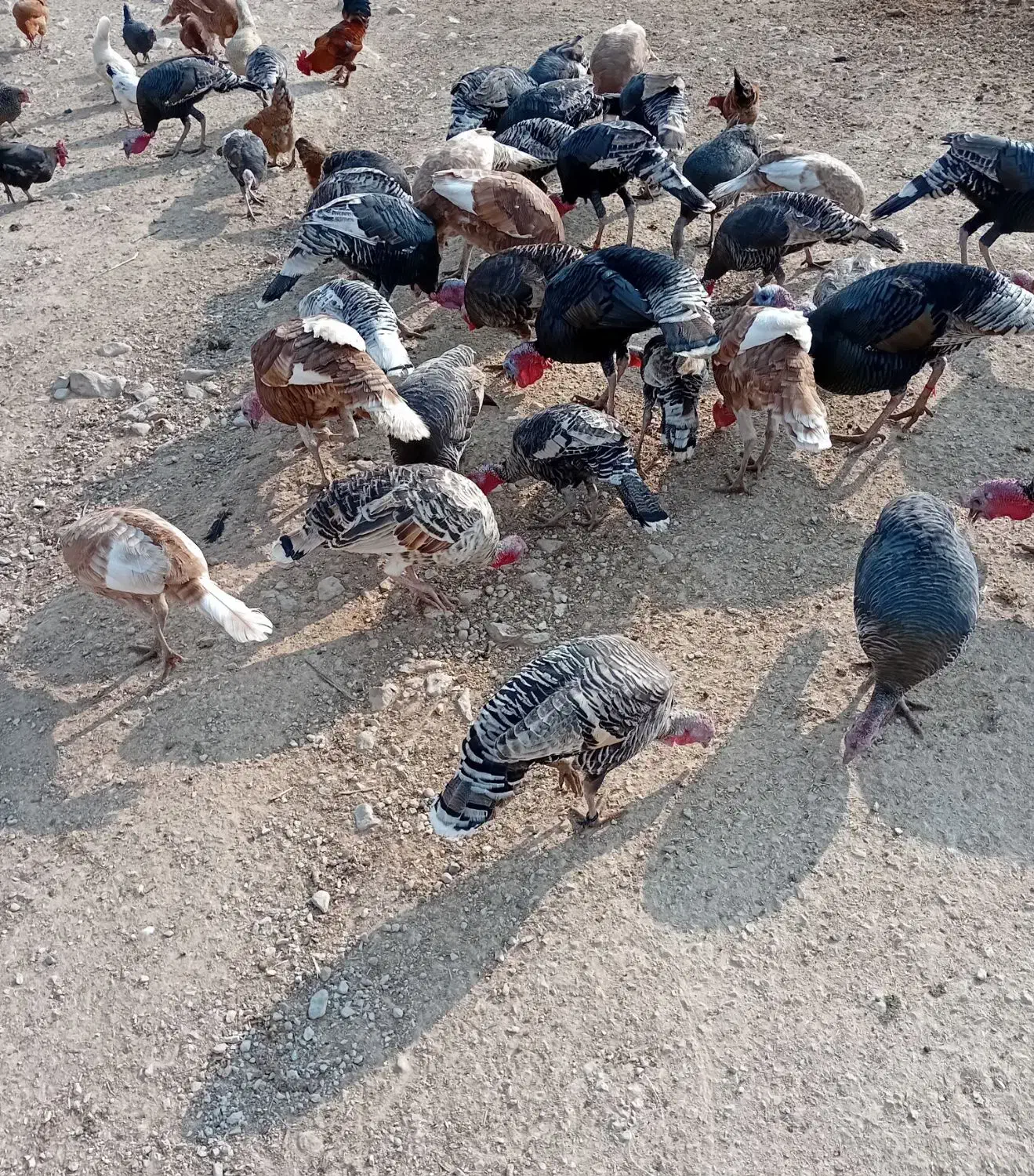 بوقلمون|حیوانات مزرعه|اندیمشک, |دیوار