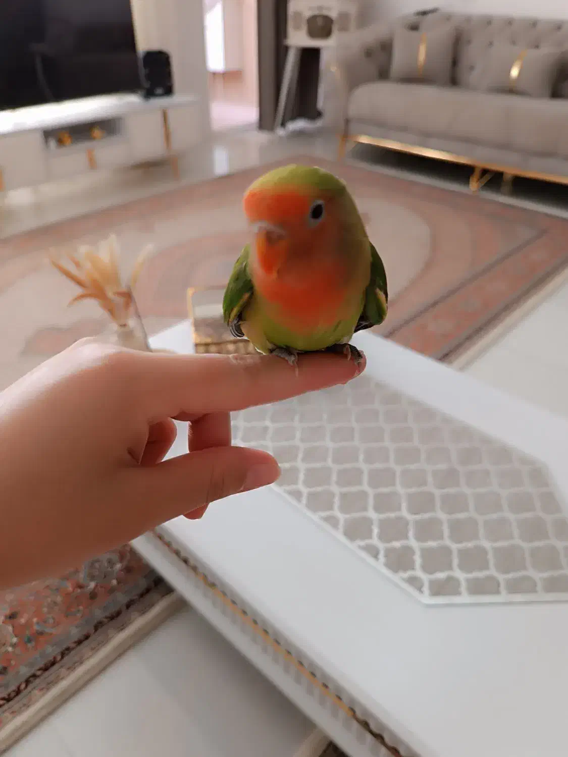 طوطی برزیلی|پرنده|اردبیل, |دیوار