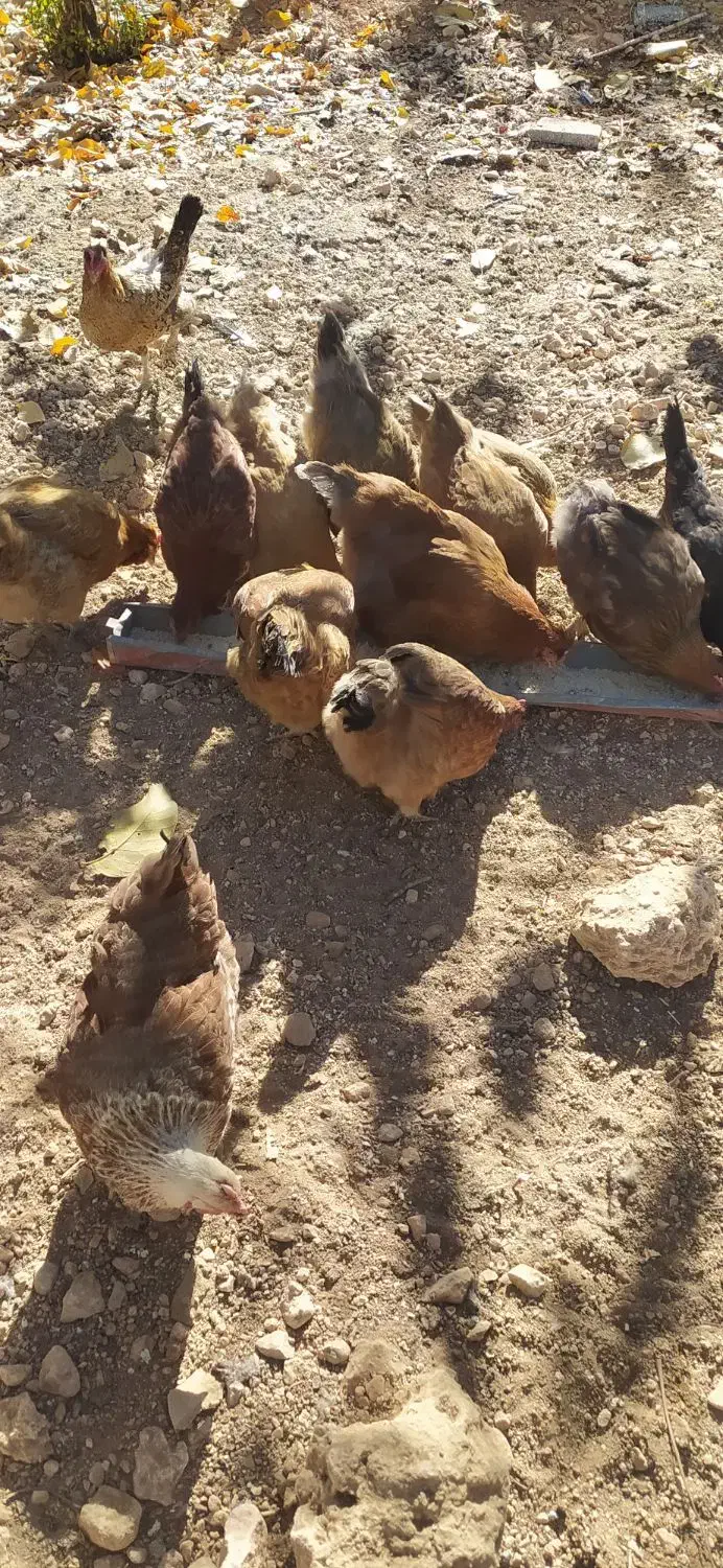 مرغ تخمگذار|حیوانات مزرعه|شیراز, شهرک قمشه|دیوار