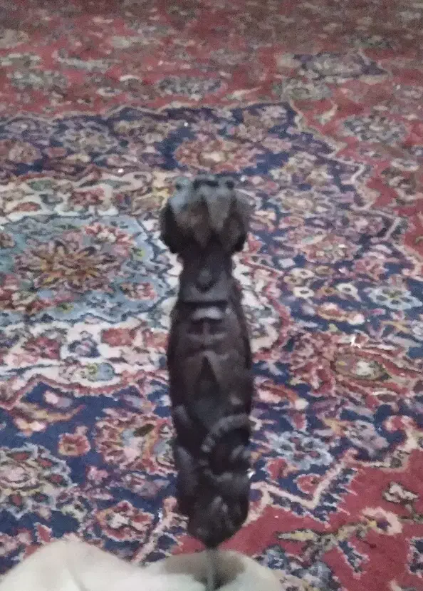 چوب سیگار کنده کاری|کلکسیون اشیاء عتیقه|زاهدان, |دیوار