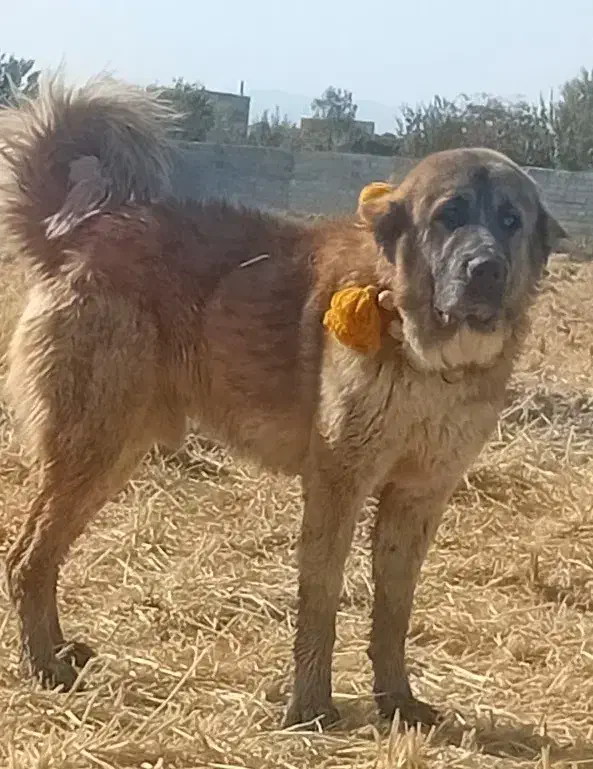 واگذاری ی قلاده شاه توله نر ۱۰ ماهه اصل جنس|سگ|پیر بکران, |دیوار