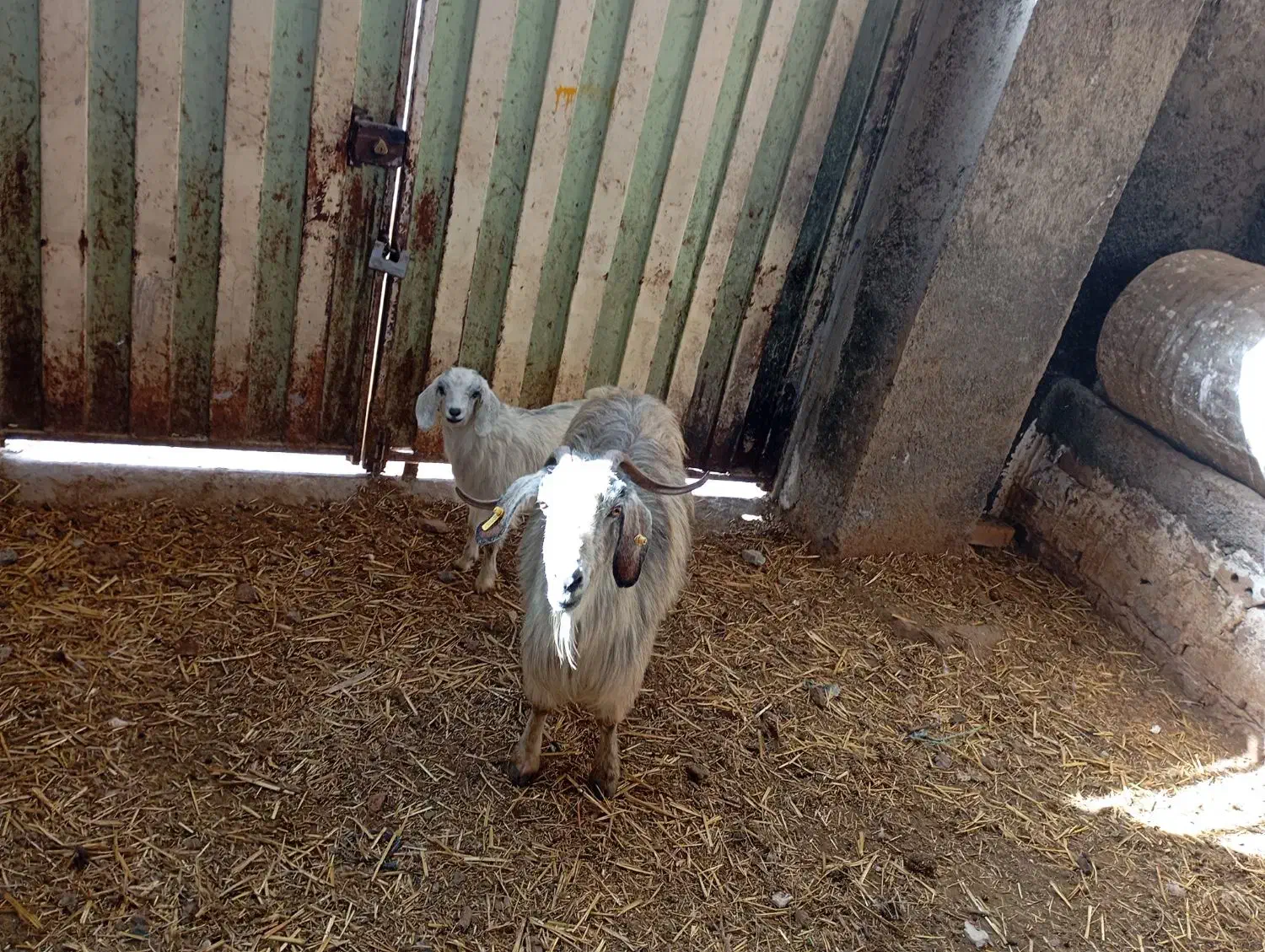 دو عدد بز|حیوانات مزرعه|نیشابور, ریوند|دیوار