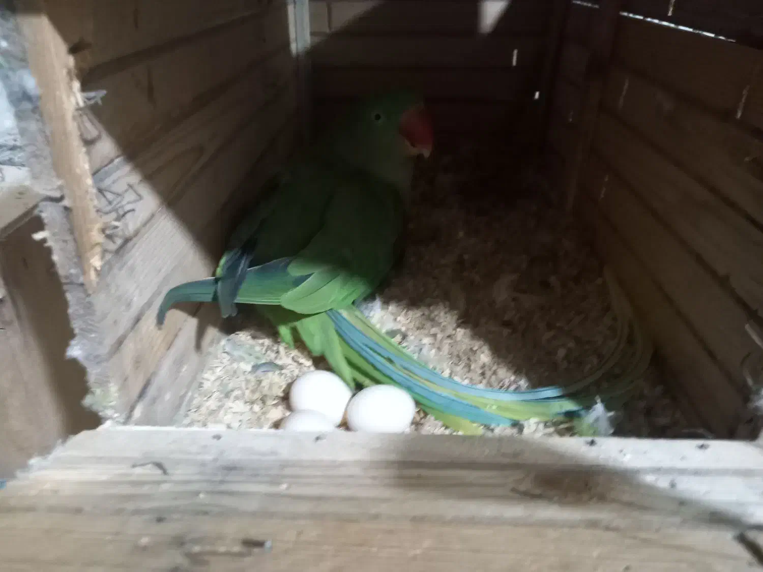 شاه طوطی مولد روی تخم|پرنده|هشتگرد, مدرس|دیوار