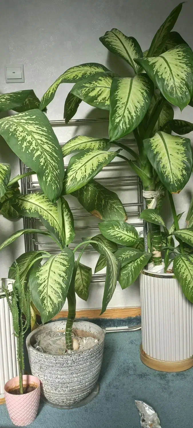 گل های بسیار زیبا|گل و گیاه طبیعی|چهاردانگه (تهران), |دیوار