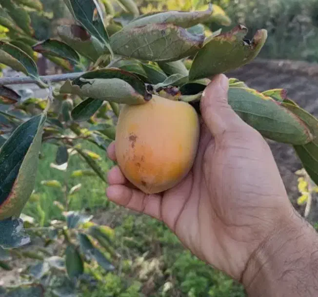 توزیع نهال خرمالو، انار ،انجیر در نهالستان غرب|خدمات باغبانی و درختکاری|اطاقور, |دیوار