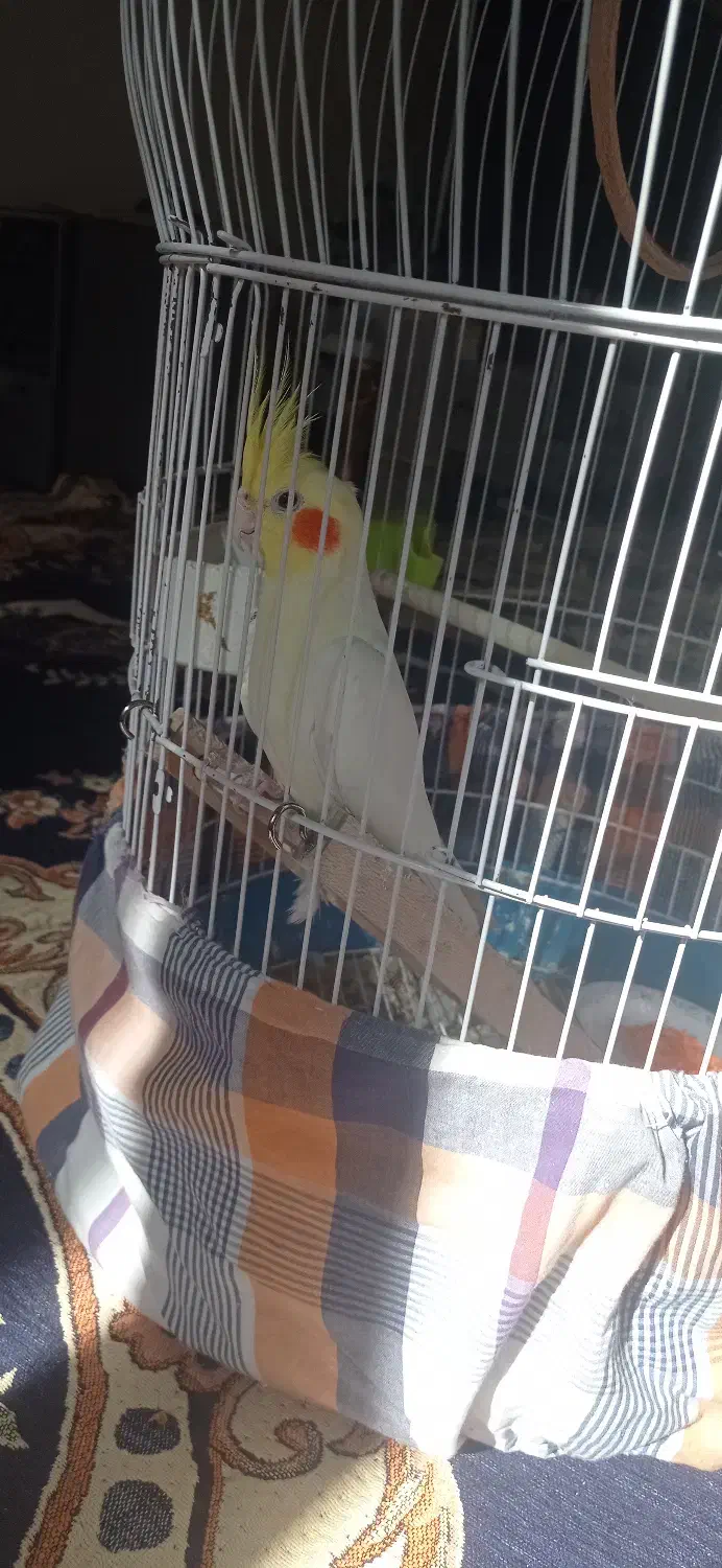 فروش عروس هلندی نر|پرنده|نجفآباد, مزرعه طالب|دیوار