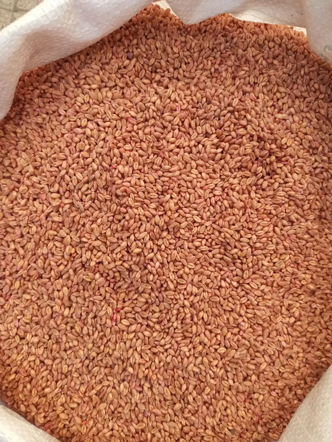 بذر گندم رقم سالار 27 هزار تومان|عمدهفروشی|سراب, |دیوار