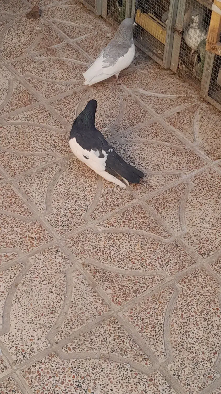 کفتر شهری|پرنده|شیراز, کوشک میدان|دیوار